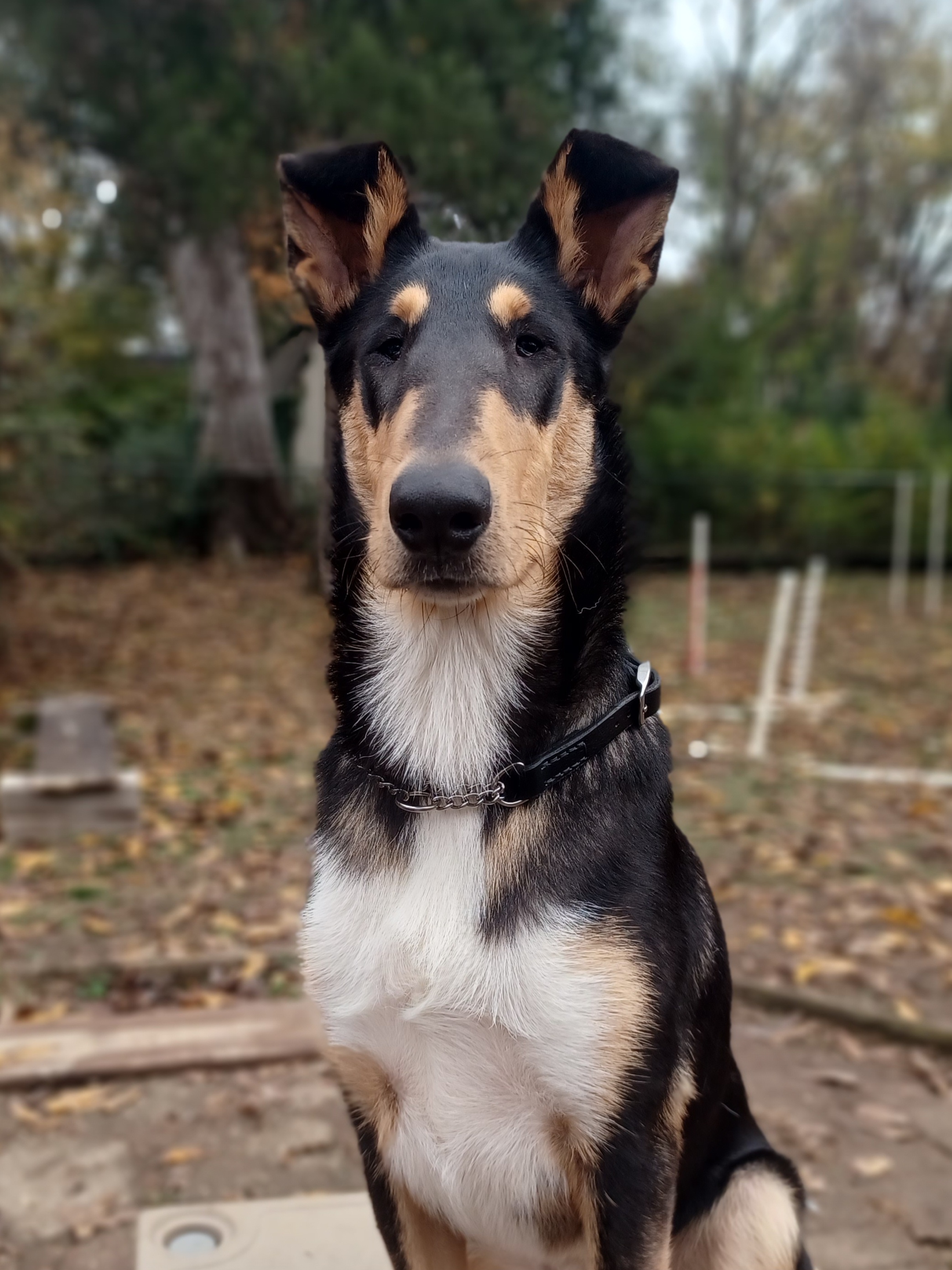  Jack, the smooth Collie, modeling his hand stitched water buffalo leather martingale. 
